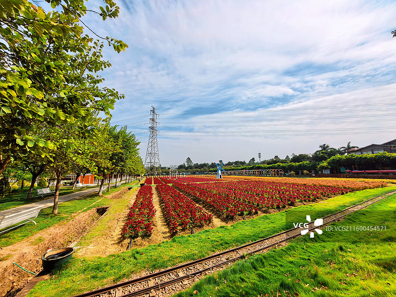 佛山高明盈香生态园花海图片素材