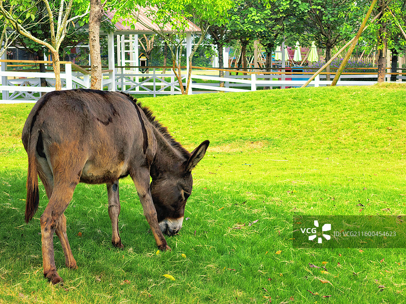 佛山高明盈香生态园内的驴图片素材
