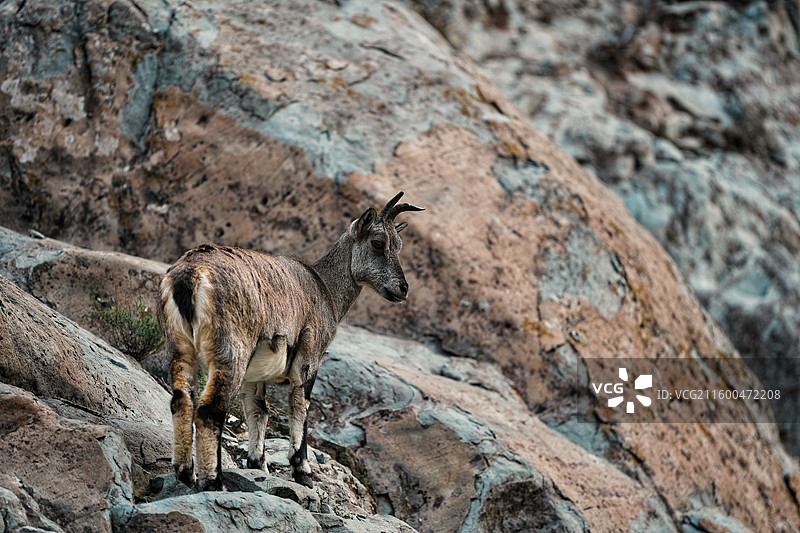 贺兰山岩羊图片素材