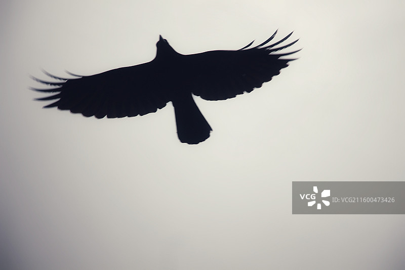 飞（乌鸦剪影）图片素材