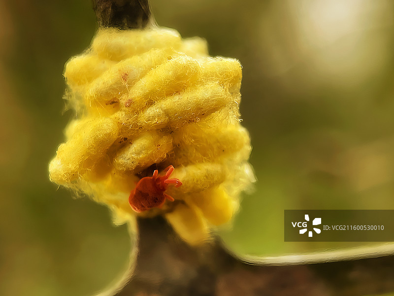 微观世界的邂逅：红螨与黄茧图片素材