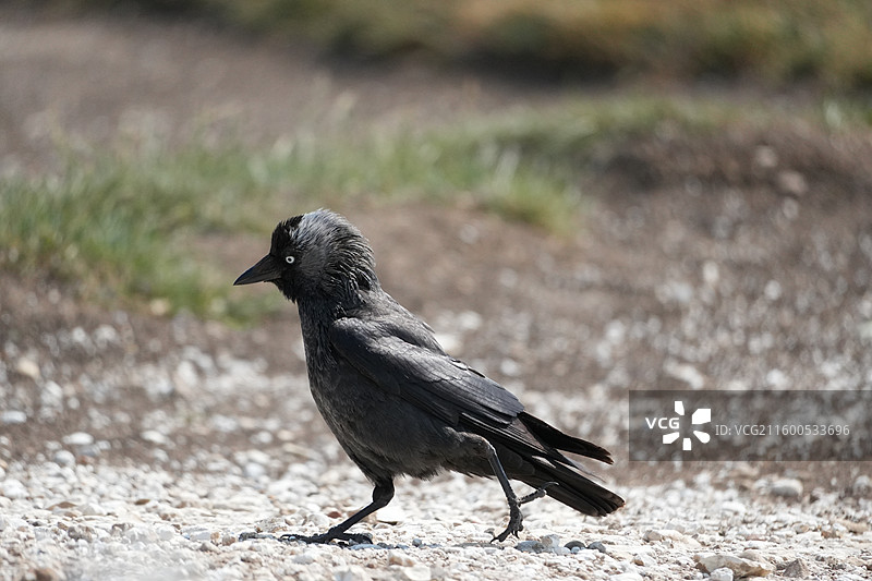 英国七姐妹白崖草地的乌鸦图片素材
