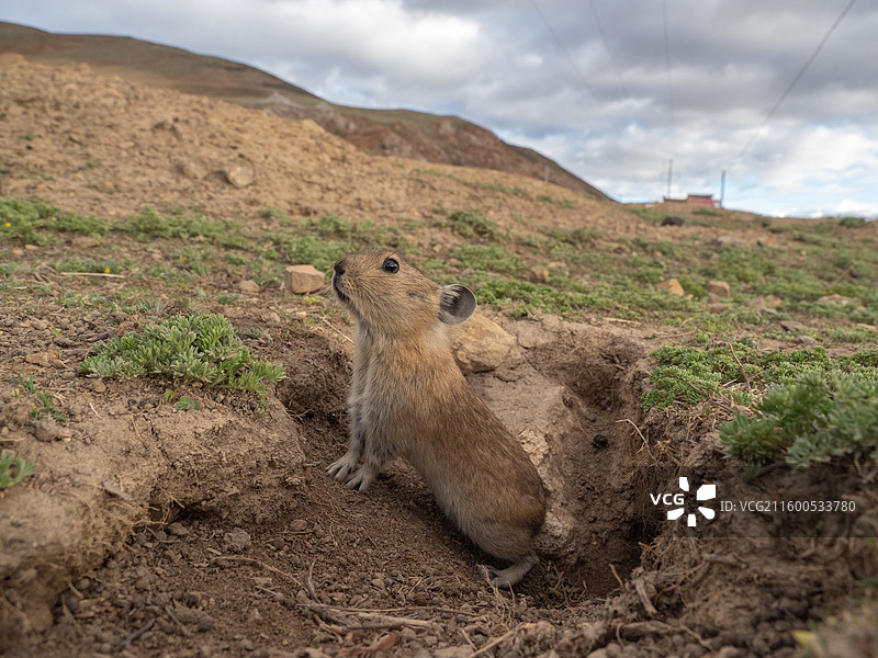 高原鼠兔图片素材