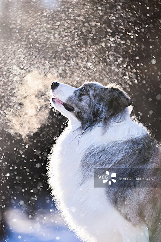 雪地中的边境牧羊犬图片素材