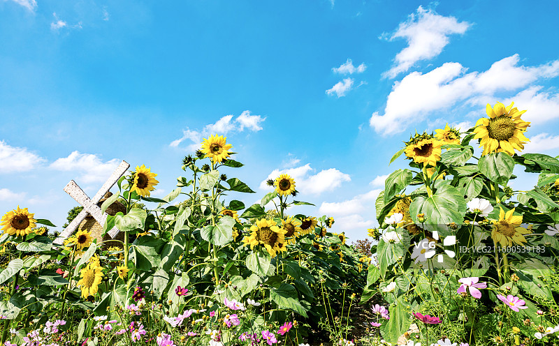 蓝天白云下的黄色向日葵花朵特写镜头图片素材