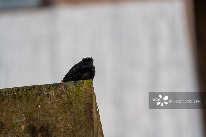 瓦屋山白顶溪鸲图片素材