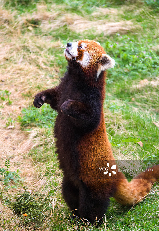 站立的胖乎乎的小熊猫图片素材