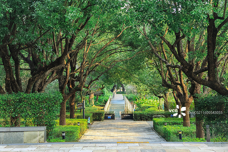 深圳燕晗山公园两边的绿化带树木，榕树，桥，生命力，公园，绿荫图片素材