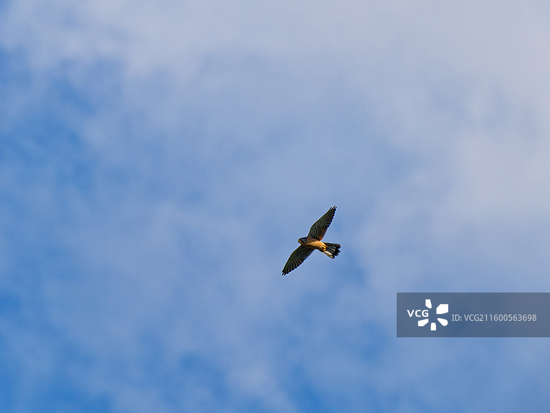 空中飞行的红隼（余杭南湖公园）图片素材