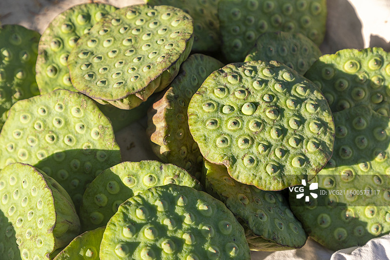 莲蓬，莲子图片素材