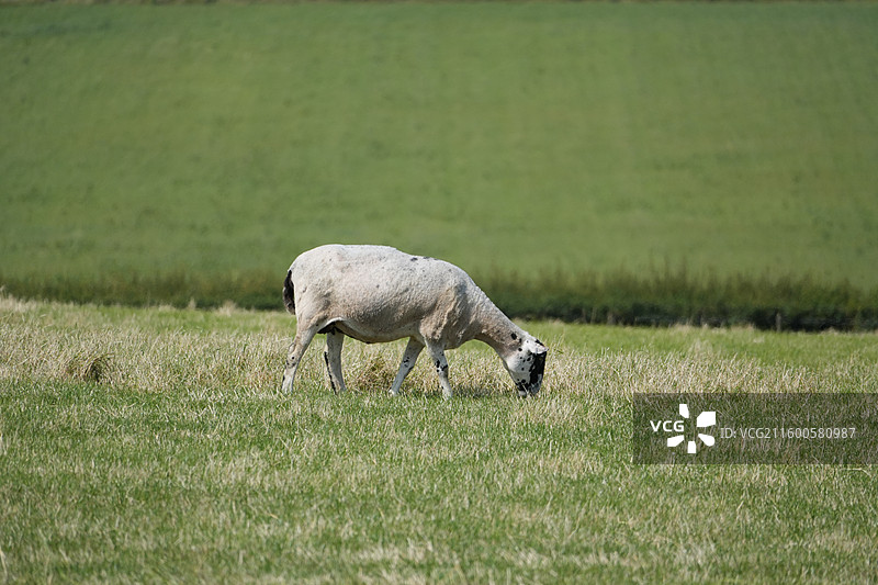 英国七姐妹白崖草地上吃草的羊图片素材