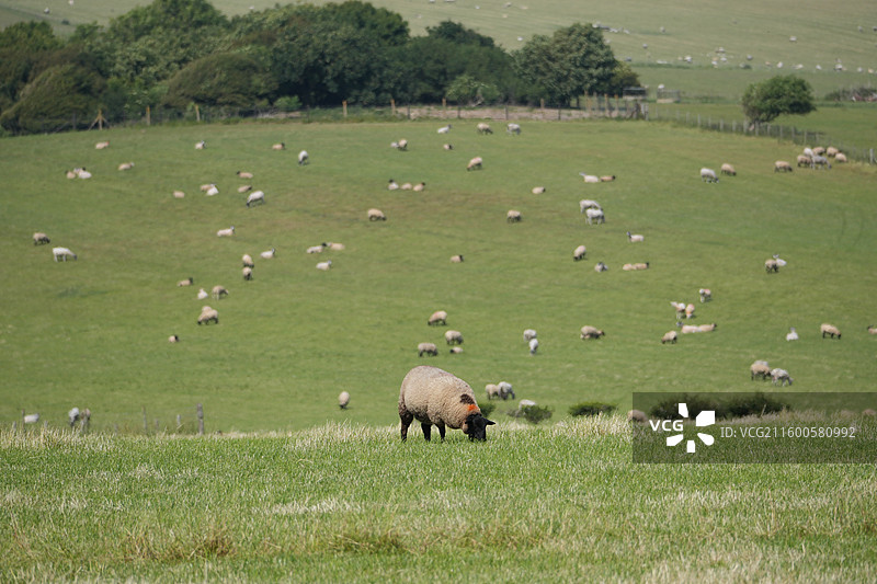 英国七姐妹白崖草地上吃草的羊图片素材
