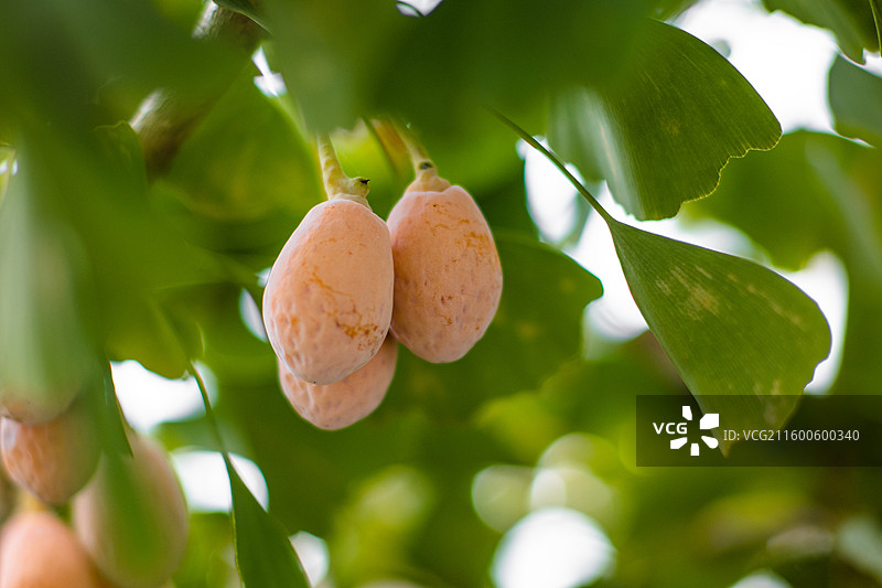 植物活化石，银杏树的果实图片素材