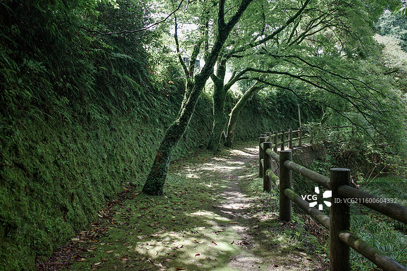 日本鹿儿岛县慈眼寺公园夏天户外大自然秘境图片素材