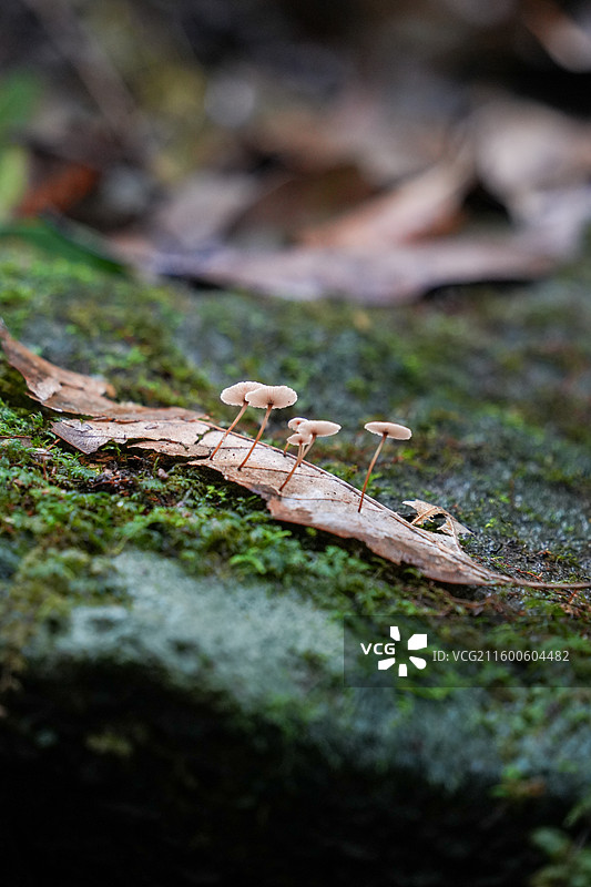 日本鹿儿岛县慈眼寺公园夏天户外大自然秘境图片素材