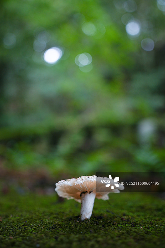 日本鹿儿岛县慈眼寺公园夏天户外大自然秘境图片素材