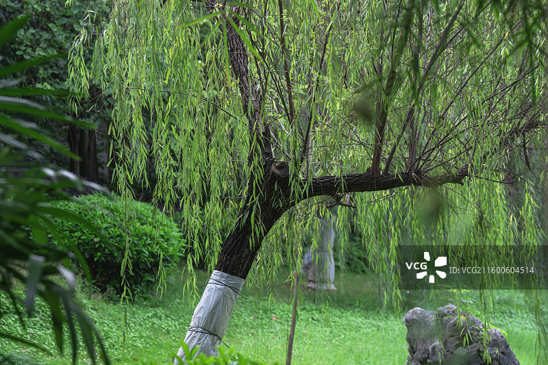 南宁市花卉公园幽兰苑江南园林风景图片素材