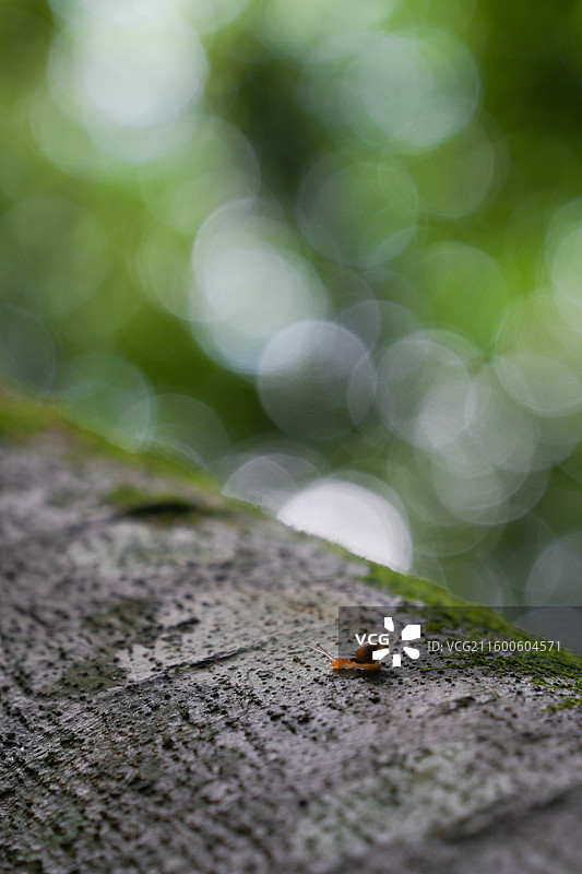 日本鹿儿岛县慈眼寺公园夏天户外大自然秘境图片素材