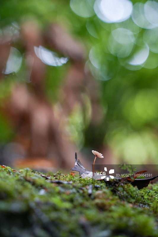 日本鹿儿岛县慈眼寺公园夏天户外大自然秘境图片素材