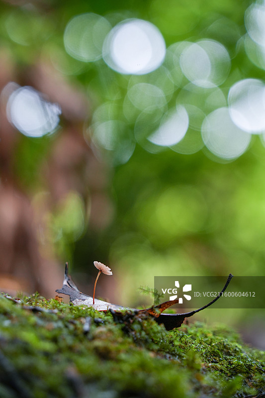 日本鹿儿岛县慈眼寺公园夏天户外大自然秘境图片素材