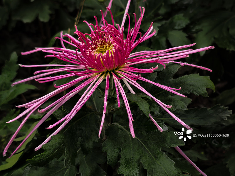 菊花特写(摄于成都人民公园)图片素材