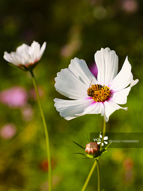 公园的波斯菊。秋英图片素材