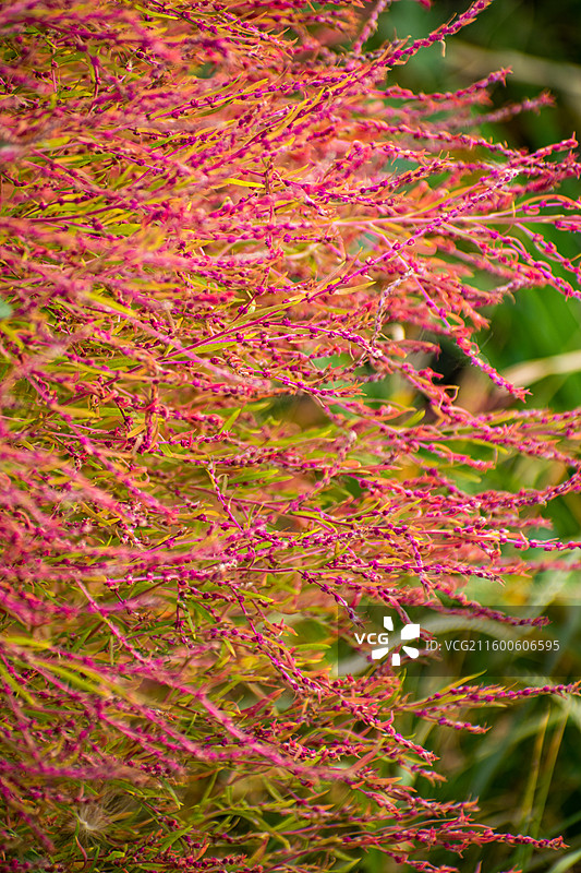 地肤草、扫帚苗、扫帚菜、观音菜、孔雀松、碱地肤图片素材