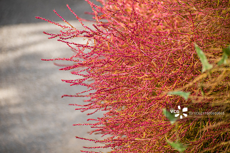 地肤草、扫帚苗、扫帚菜、观音菜、孔雀松、碱地肤图片素材