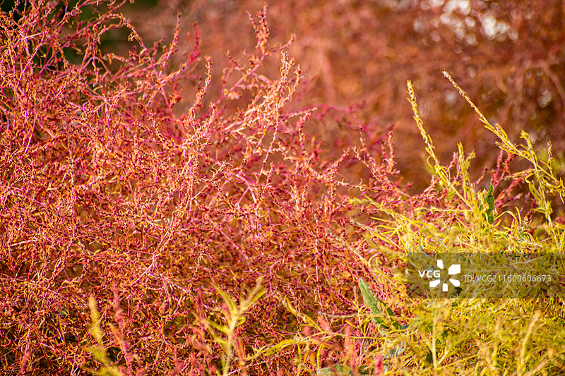 地肤草、扫帚苗、扫帚菜、观音菜、孔雀松、碱地肤图片素材