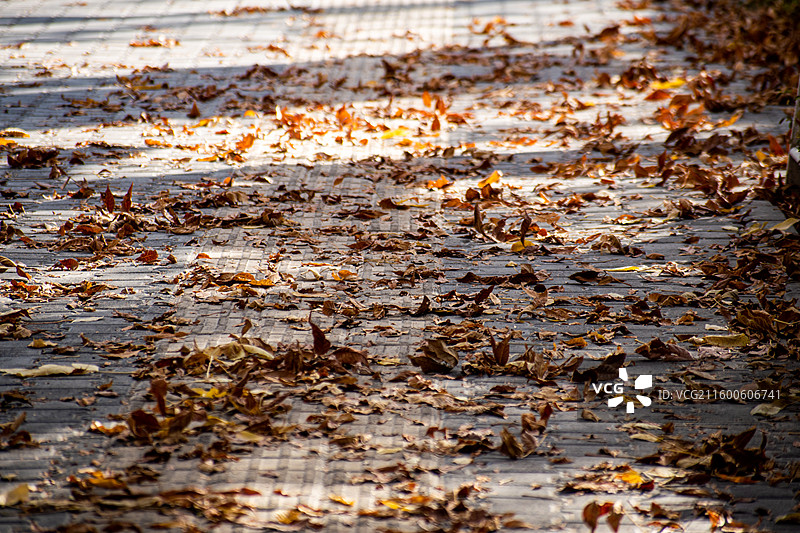 秋日、秋天、金秋、新疆秋天、金秋新疆、秋日新疆、金色的秋天图片素材