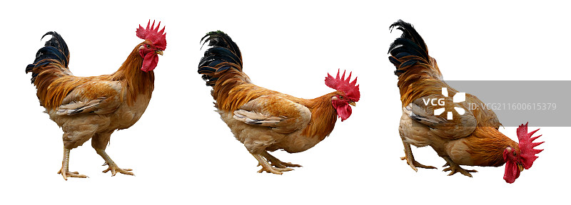 农家大公鸡白色背景图片素材