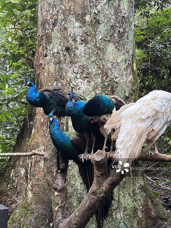 树林中的孔雀群图片素材
