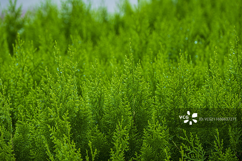 满屏绿色带着露水的侧柏树枝叶图片素材