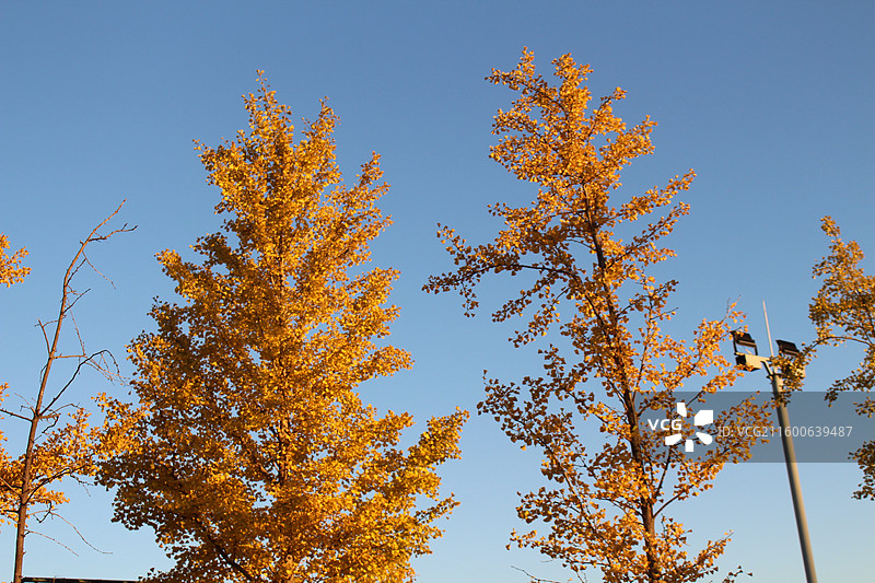 北京校园秋天图片素材