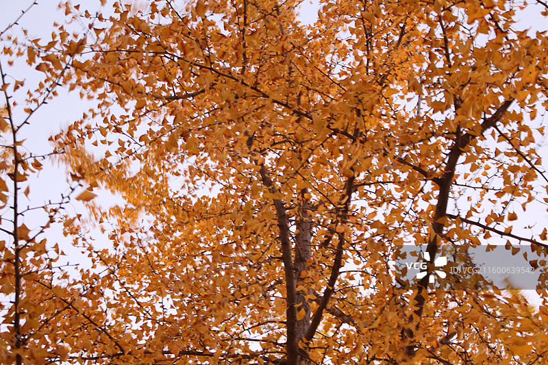 北京校园秋天图片素材