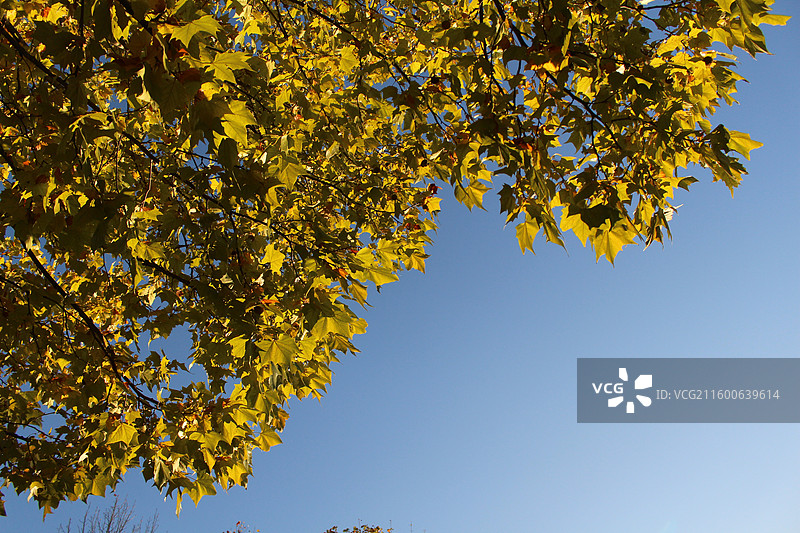 北京校园秋天图片素材