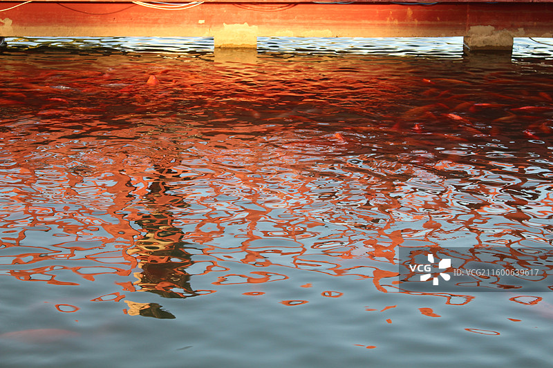 北京校园秋天图片素材