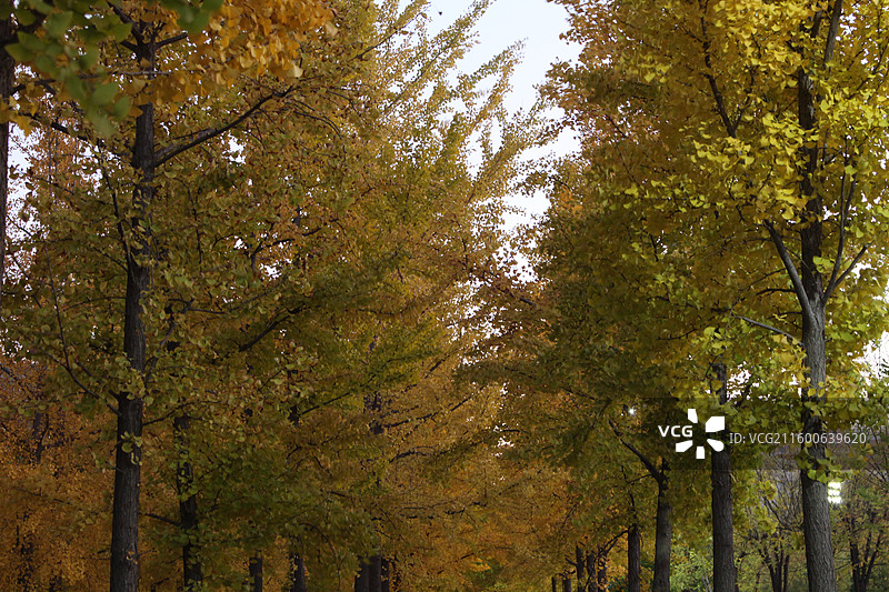 北京校园秋天图片素材