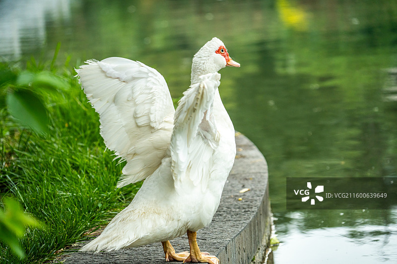 岸边的白色红头鸭子图片素材