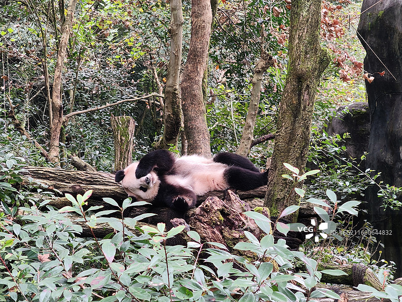 成都熊猫谷大熊猫图片素材