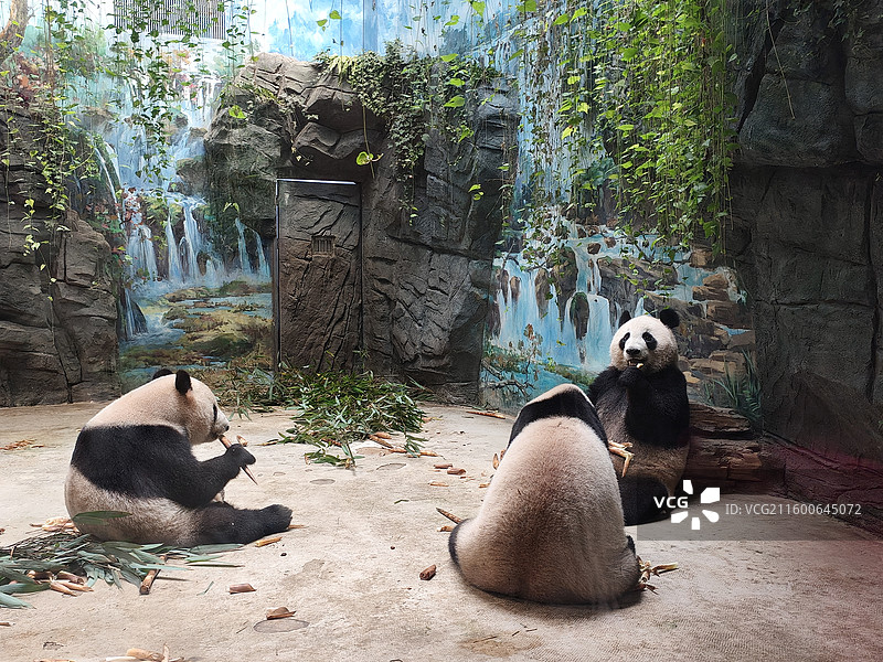成都熊猫谷大熊猫图片素材