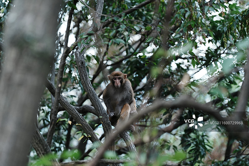 贵阳黔灵山公园，野生猕猴图片素材