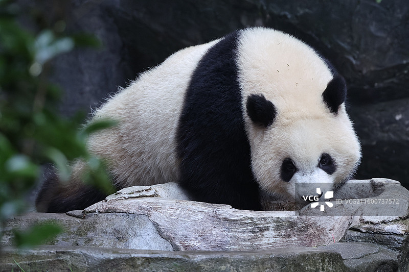 大熊猫熊猫幼崽重庆动物园图片素材