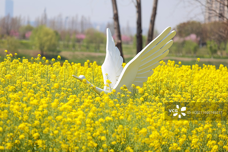 南京绿博园左岸花海春天油菜花中的大白鹭图片素材