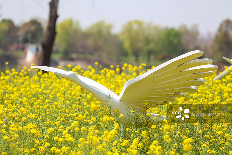 南京绿博园左岸花海春天油菜花中的大白鹭图片素材