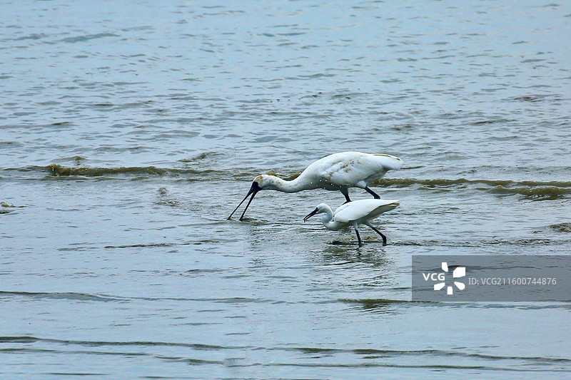 黑脸琵鹭捕鱼图片素材
