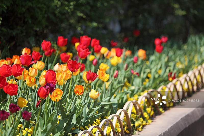 南京绿博园荷兰园春天郁金香图片素材