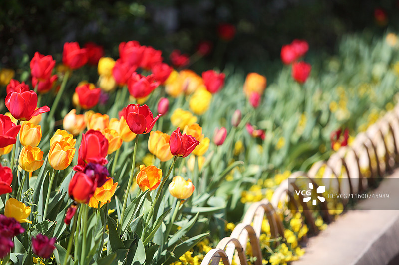 南京绿博园荷兰园春天郁金香图片素材