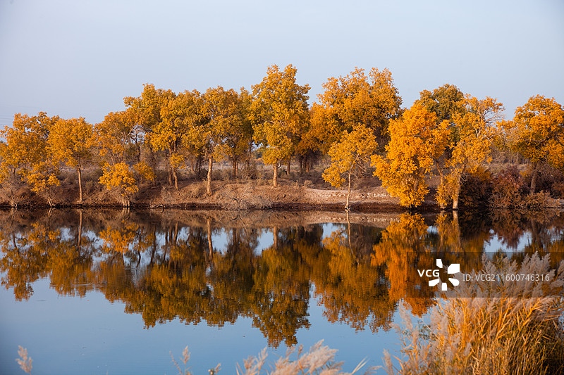 巴楚红海景区的金胡杨图片素材