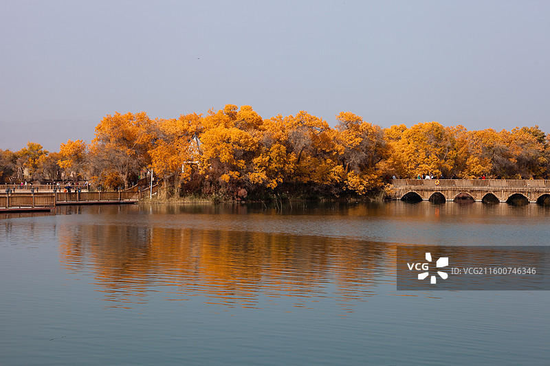 巴楚红海景区的金胡杨图片素材